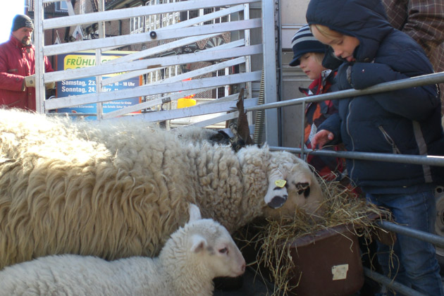 Zweimal täglich werden Schafe beim Bergedorfer Frühlings- und Ostermarkt von ihrem warmen Winterfell befreit.