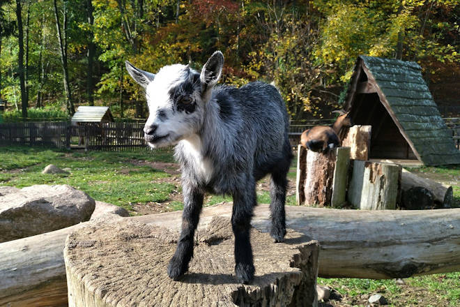 Wildpark Osterzgebirge