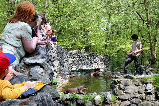 Schaufütterung im Otter-Zentrum Hankensbüttel